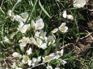 zafferano-alpino-crocus-albiflorus