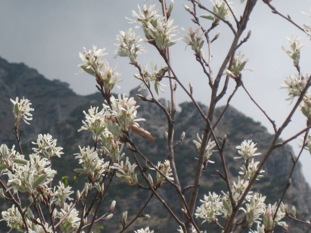amelanchier-lamarckii