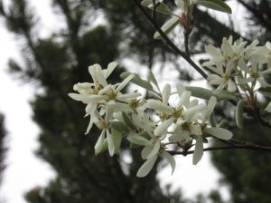 amelanchier-lamarckii1