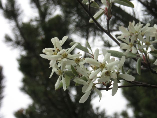 amelanchier-lamarckii1