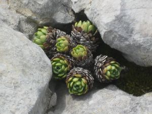 crassulaceae