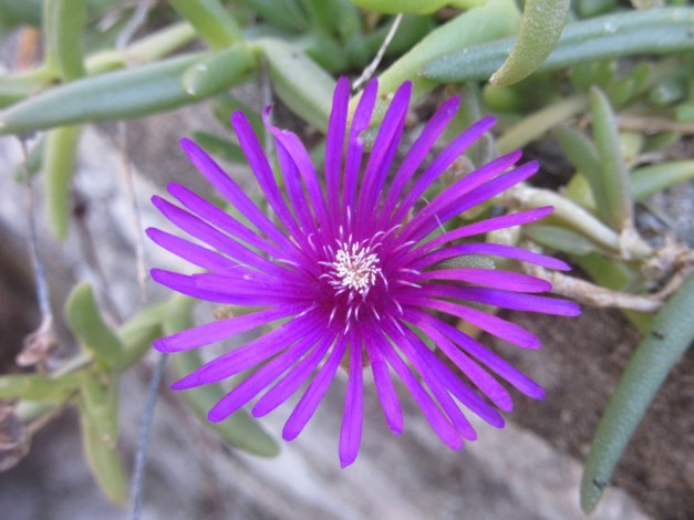 delosperma-cooperi