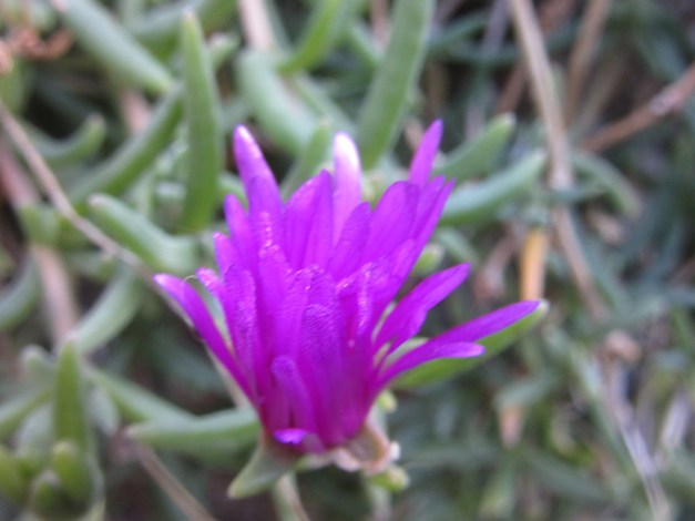 delosperma-cooperi1
