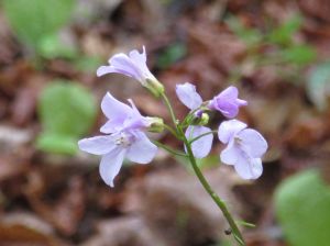 dentaria-a-cinque-foglie-cardamine-pentaphyllos-3