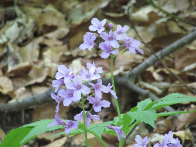 dentaria-a-cinque-foglie-cardamine-pentaphyllos