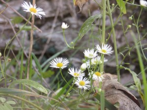 erigeron-annuus