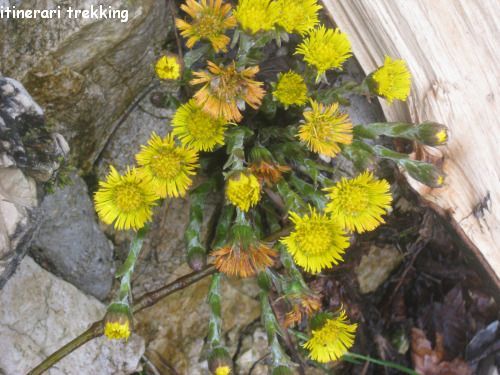 farfara-tussilago-farfara