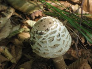 macrolepiota-procera