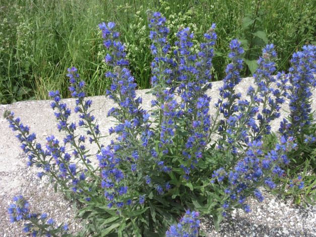 viperina-azzurra-echium-vulgare