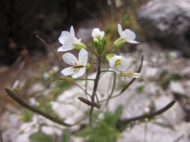 cardamine-hirsuta