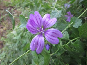 malva-selvatica