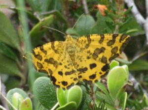 pseudopanthera-macularia