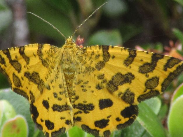 pseudopanthera-macularia1