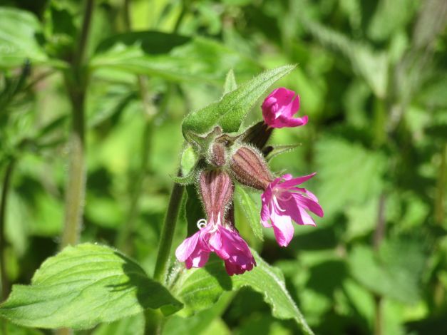 silene-dioica