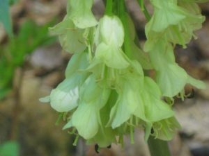 symphytum-officinale